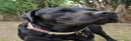 Labrador Retriever dogs for sale: Labradorable Muffin  - Advert 2