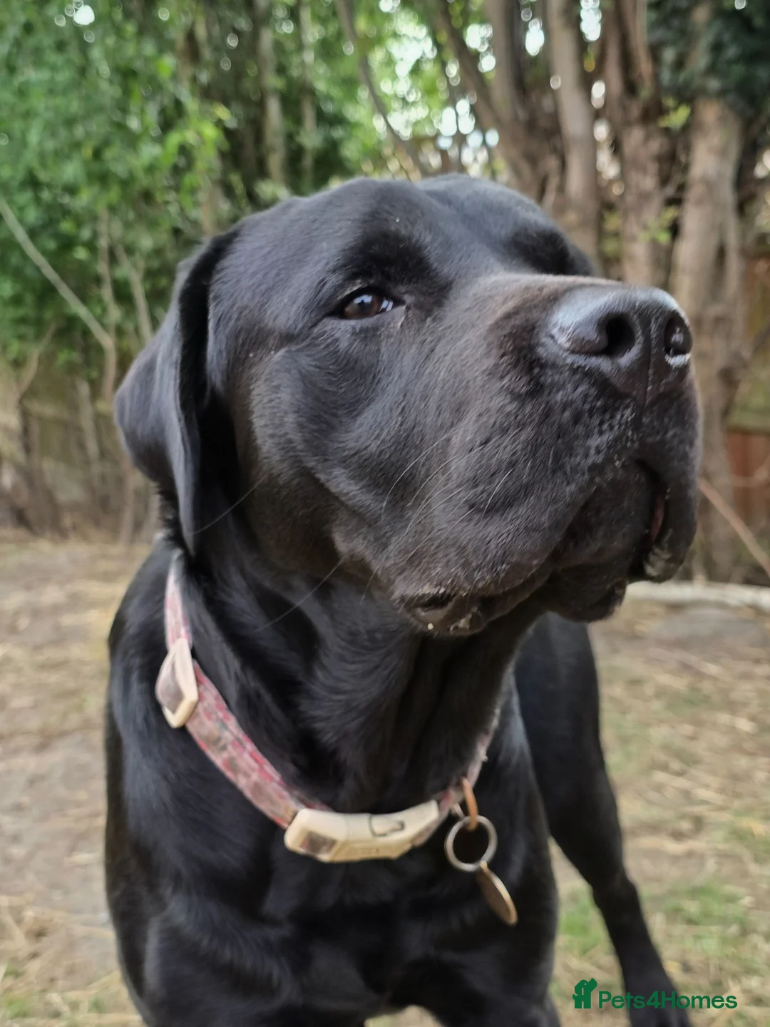 Labrador Retriever dogs for sale: Labradorable Muffin  - Advert 2