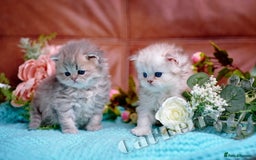 Persian cats for sale: Persian Chinchilla Kittens - Image 10