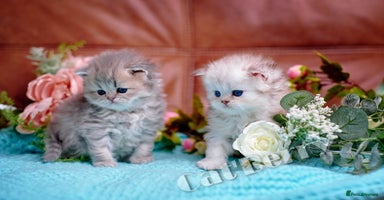Persian cats - Advert 2