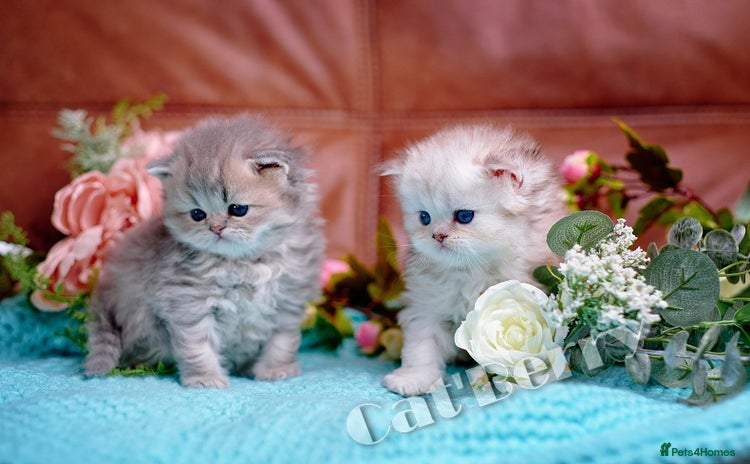 Persian cats - Advert 2