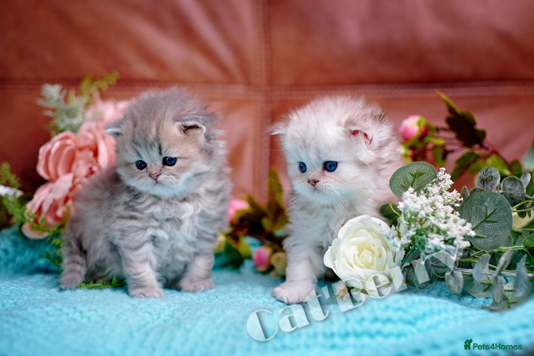 Persian cats for sale: Persian Chinchilla Kittens - Image 10