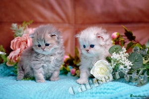 Persian cats - Advert 6