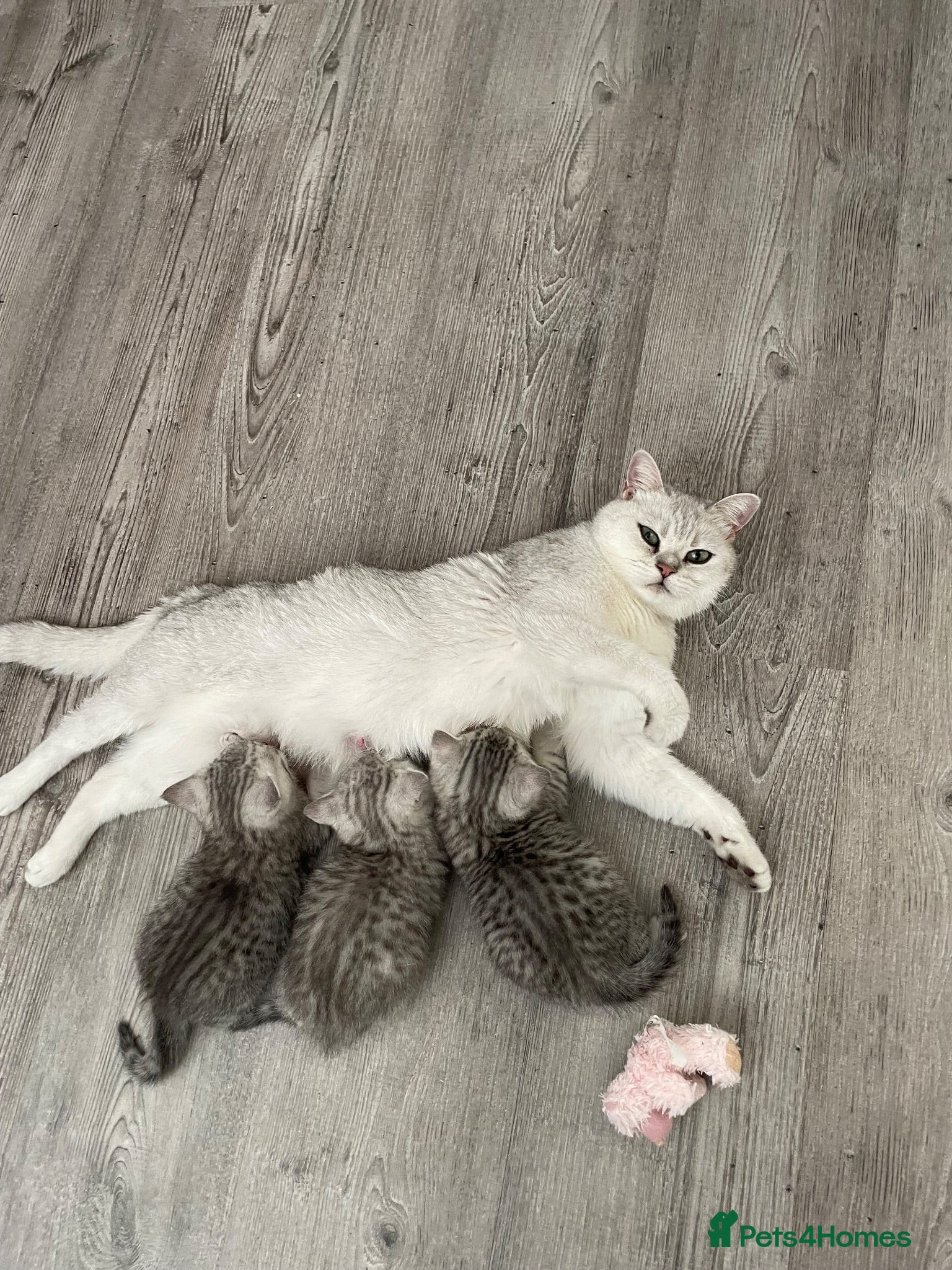 British Shorthair cats Silver spotted Bsh babies  - Advert 5