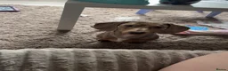 Miniature Dachshund dogs for stud: Isabella dapple for stud  - Advert 4