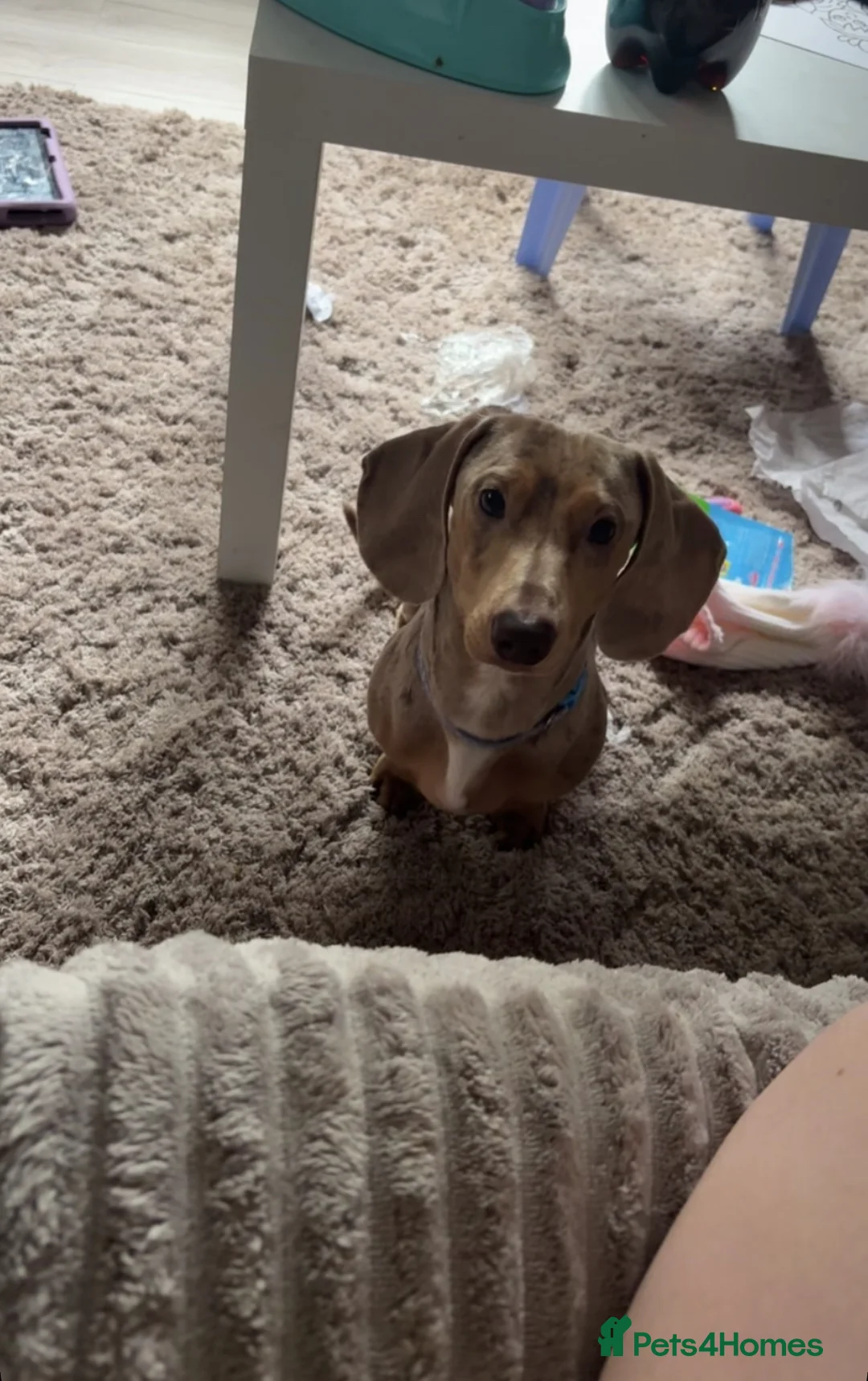 Miniature Dachshund dogs for stud: Isabella dapple for stud  - Advert 4