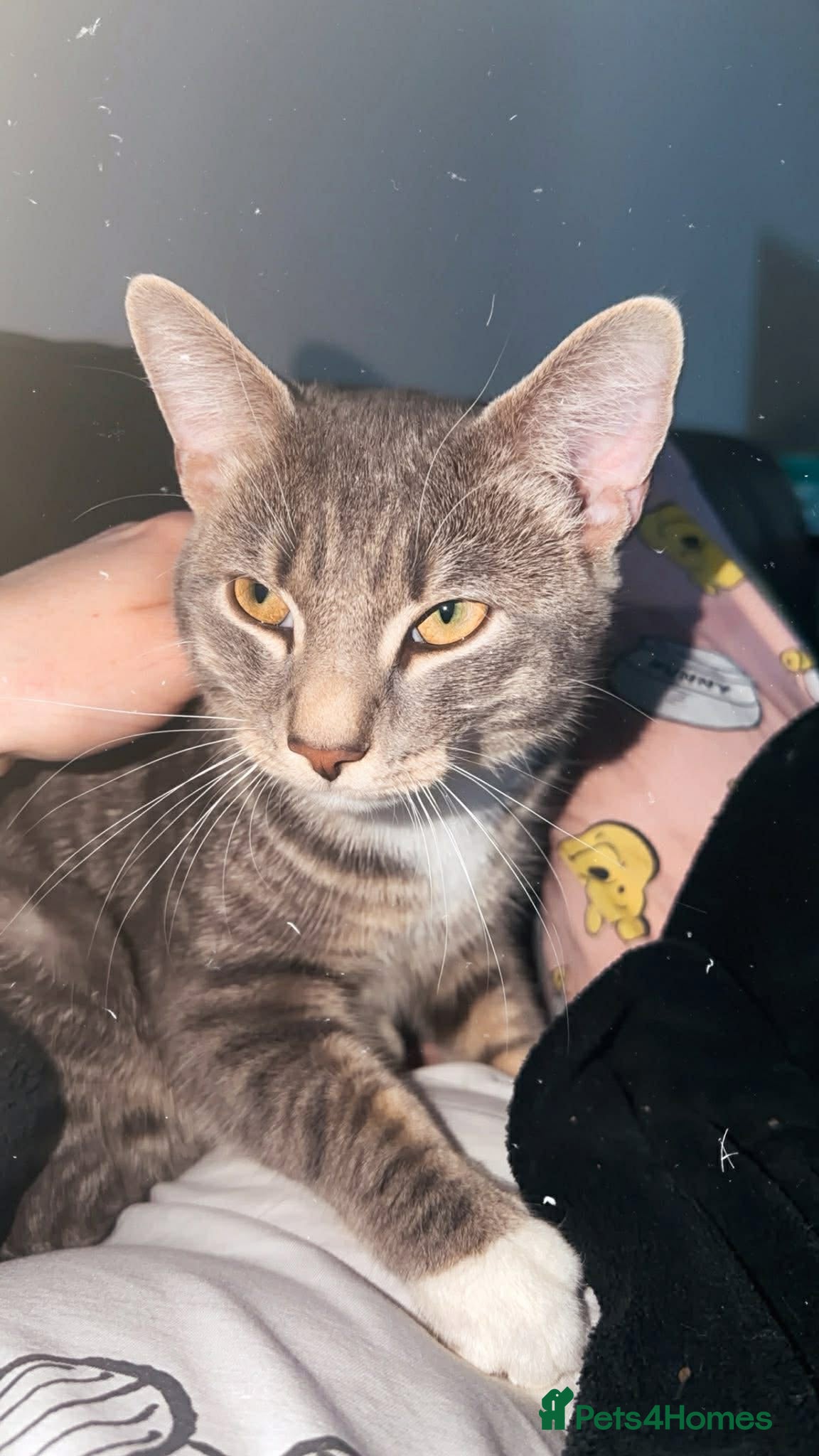 British Shorthair cats Cat for sale  - Advert 2