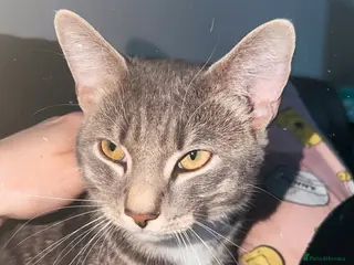 British Shorthair cats Cat for sale - Advert 2