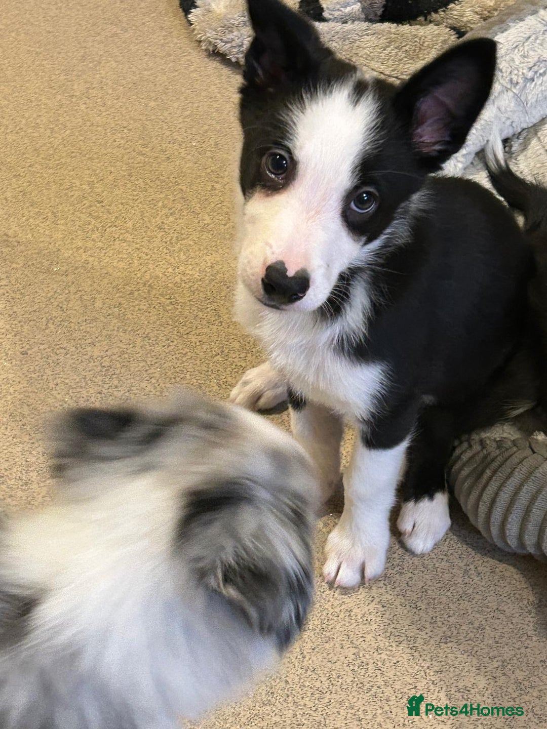 Border Collie dogs for sale: Gorgeous border collie puppies - Advert 9