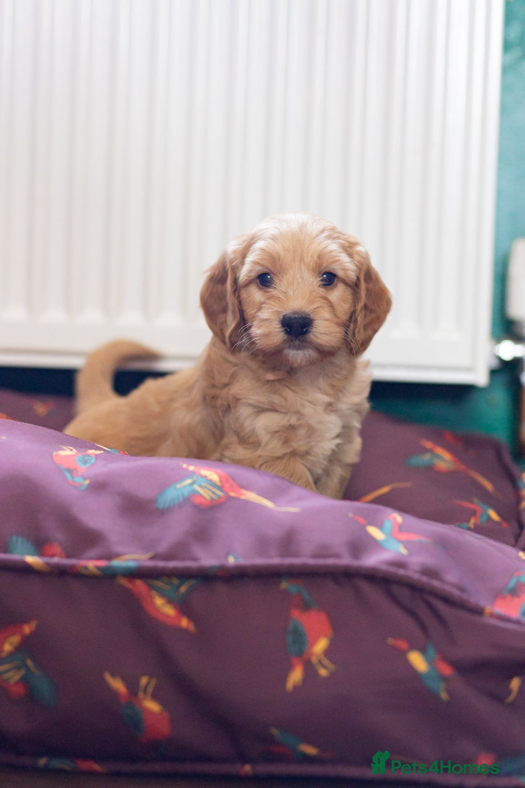 Cockapoo dogs for sale: Working Cockerpoos - Image 6