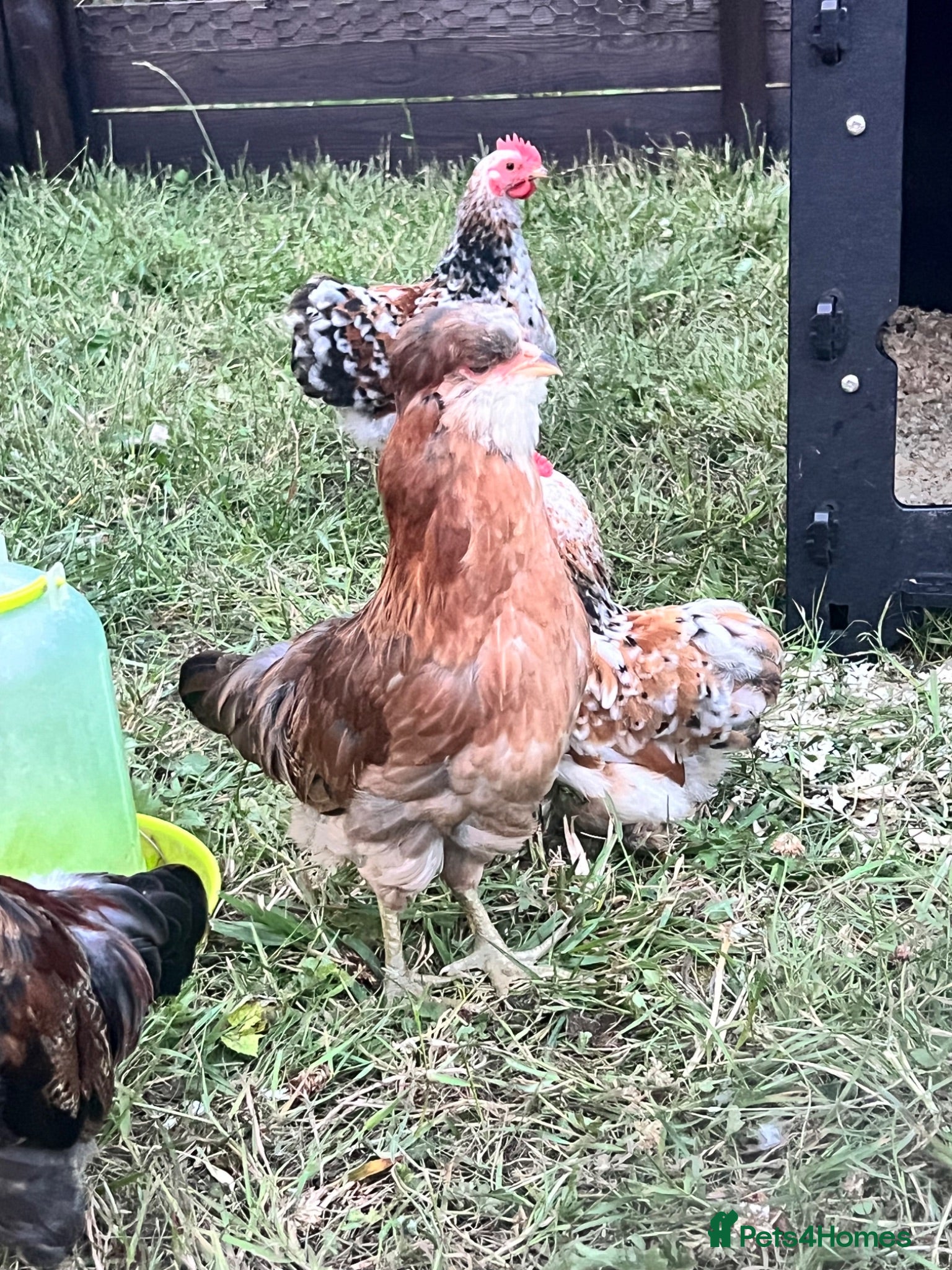 Chickens poultry Gold duckwing Araucanas - Advert 2