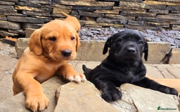 Labrador Retriever dogs for sale: Milromali labradors.Bred for health & temperament  - Image 5