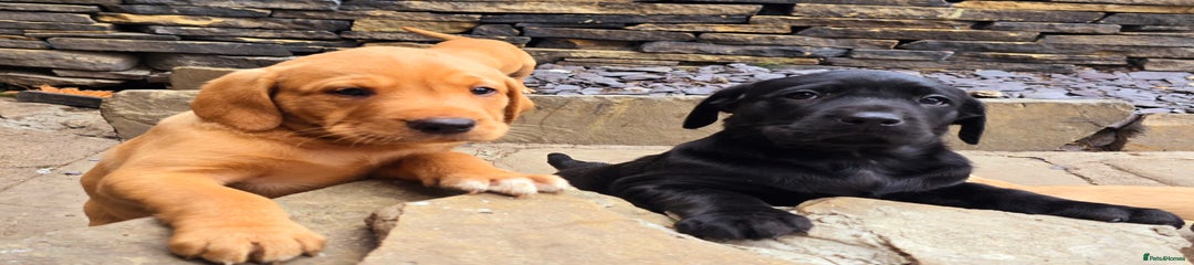 Labrador Retriever Puppy 1