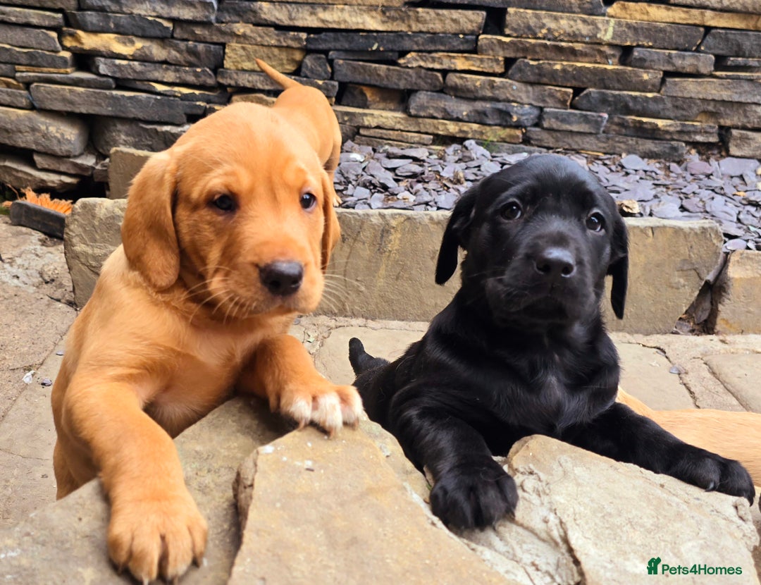 Labrador Retriever dogs for sale: Milromali labradors.Bred for health & temperament  - Image 5