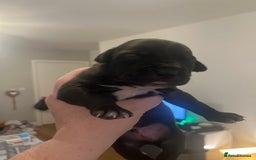 Mixed Breed dogs for sale: Cane corso x staff - Image 7