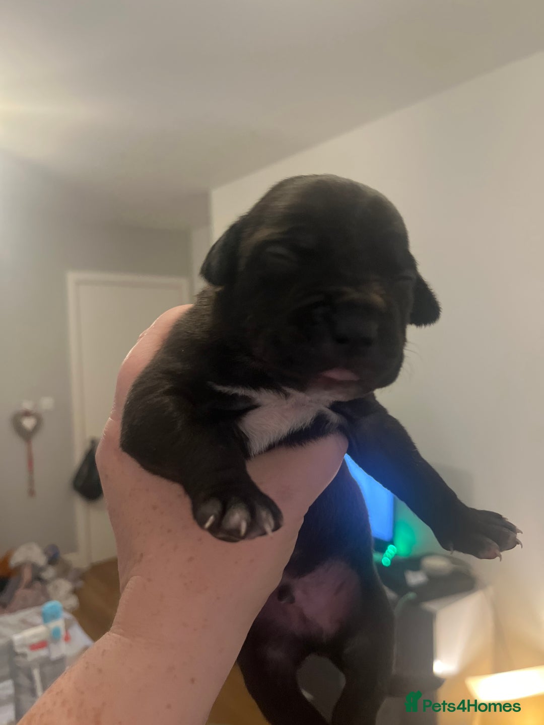 Mixed Breed dogs for sale: Cane corso x staff - Image 7