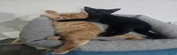 Mixed Breed cats for sale: Kittens to rehome  in Leicester - Advert 8
