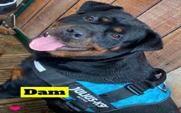 Rottweiler dogs for sale: Beautiful KC Rottweiler puppies - Image 7