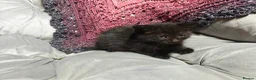 Mixed Breed cats for sale: Wonderful blue-eyed little ones. - Advert 3