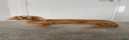 Miniature Dachshund dogs for stud: KC Mini Long Hair Dachshund-Shaded Cream - Advert 3