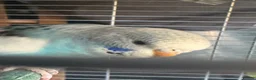 Budgerigars birds for sale: Baby budgies 10 weeks old  - Advert 8