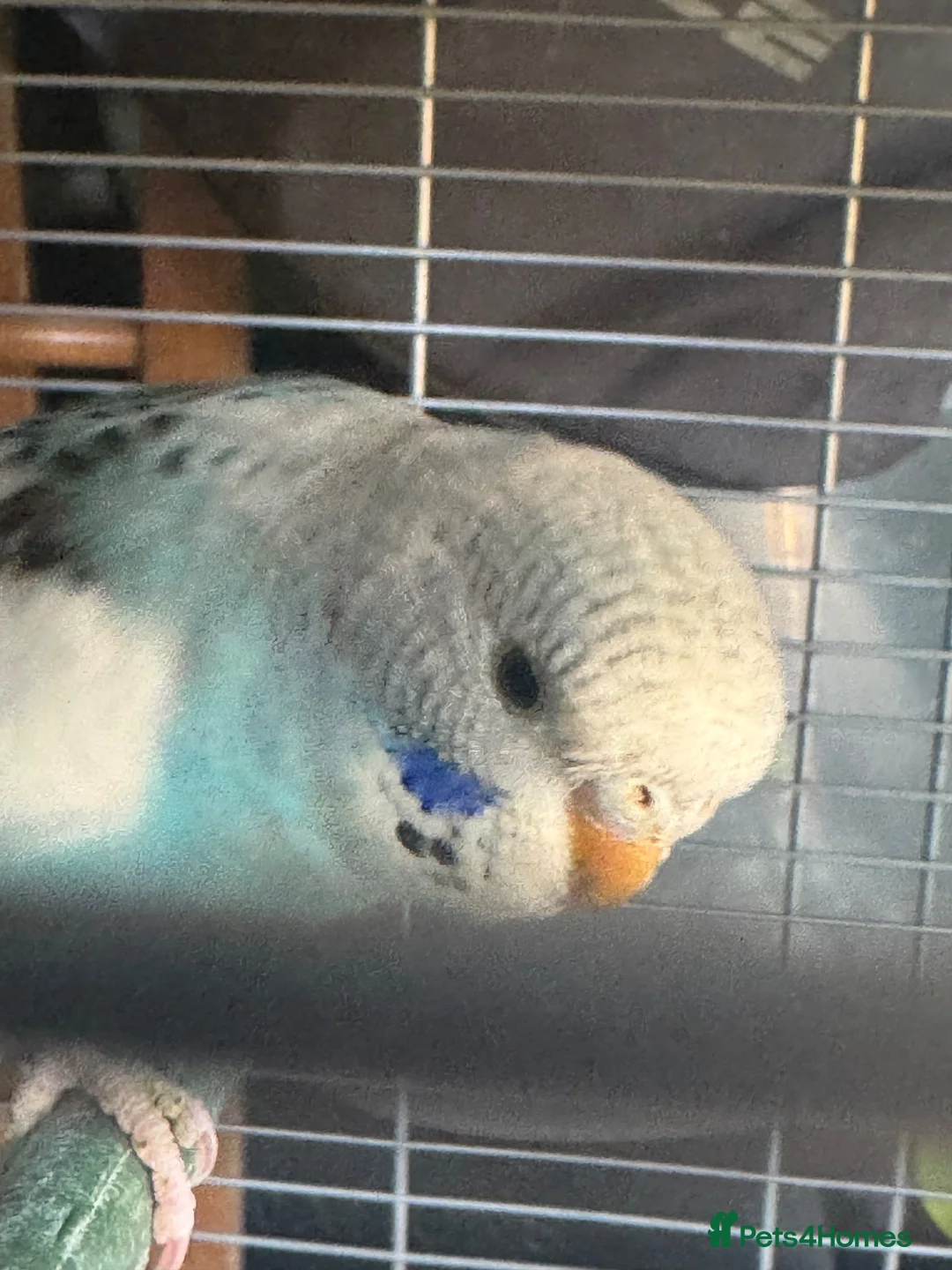 Budgerigars birds for sale: Baby budgies 10 weeks old  - Advert 8