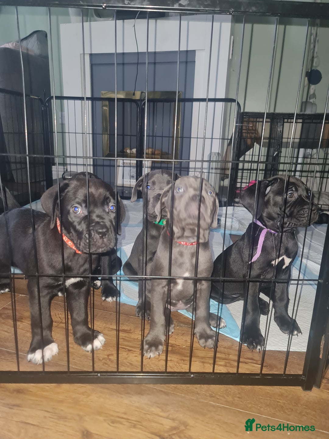 Cane Corso dogs for sale: 2 beautiful cane corso puppies  - Advert 2