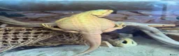 Bearded Dragon reptiles for sale: Red leatherback bearded dragon 🧡 in Petersfield - Advert 4