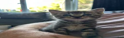 Mixed Breed cats for sale: 6 beautiful playful kittens  - Advert 2