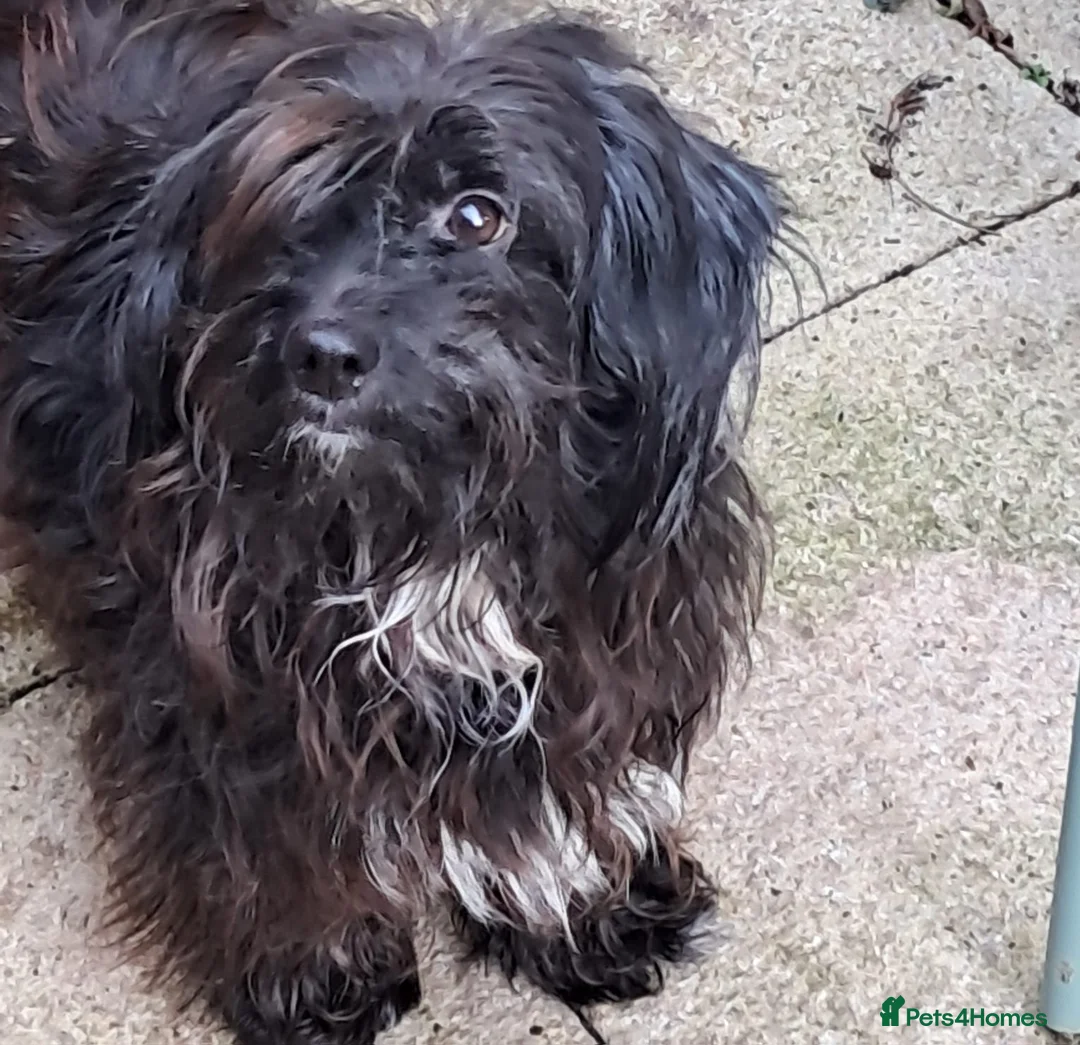 Mixed Breed dogs for sale: Staff x about a year old  - Advert 2