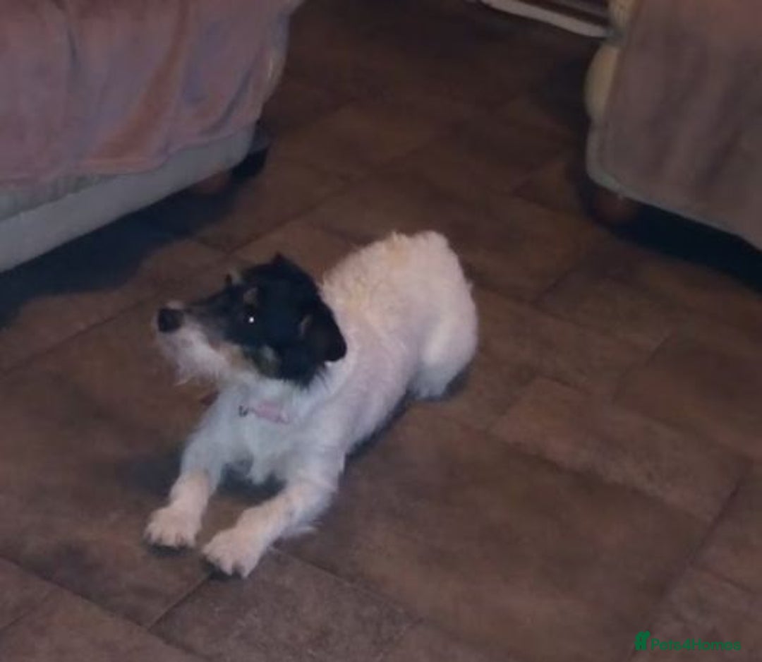 Jack Russell dogs for sale: JRT Female - Image 6
