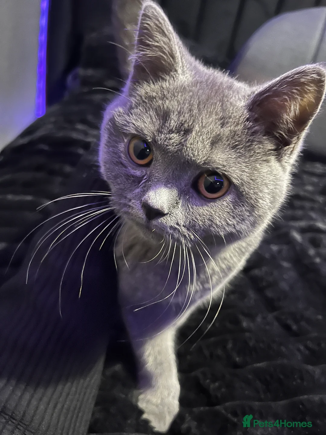 British Shorthair cats for sale: British short hair blue  - Advert 1