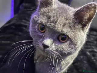 British Shorthair cats British short hair blue - Advert 7