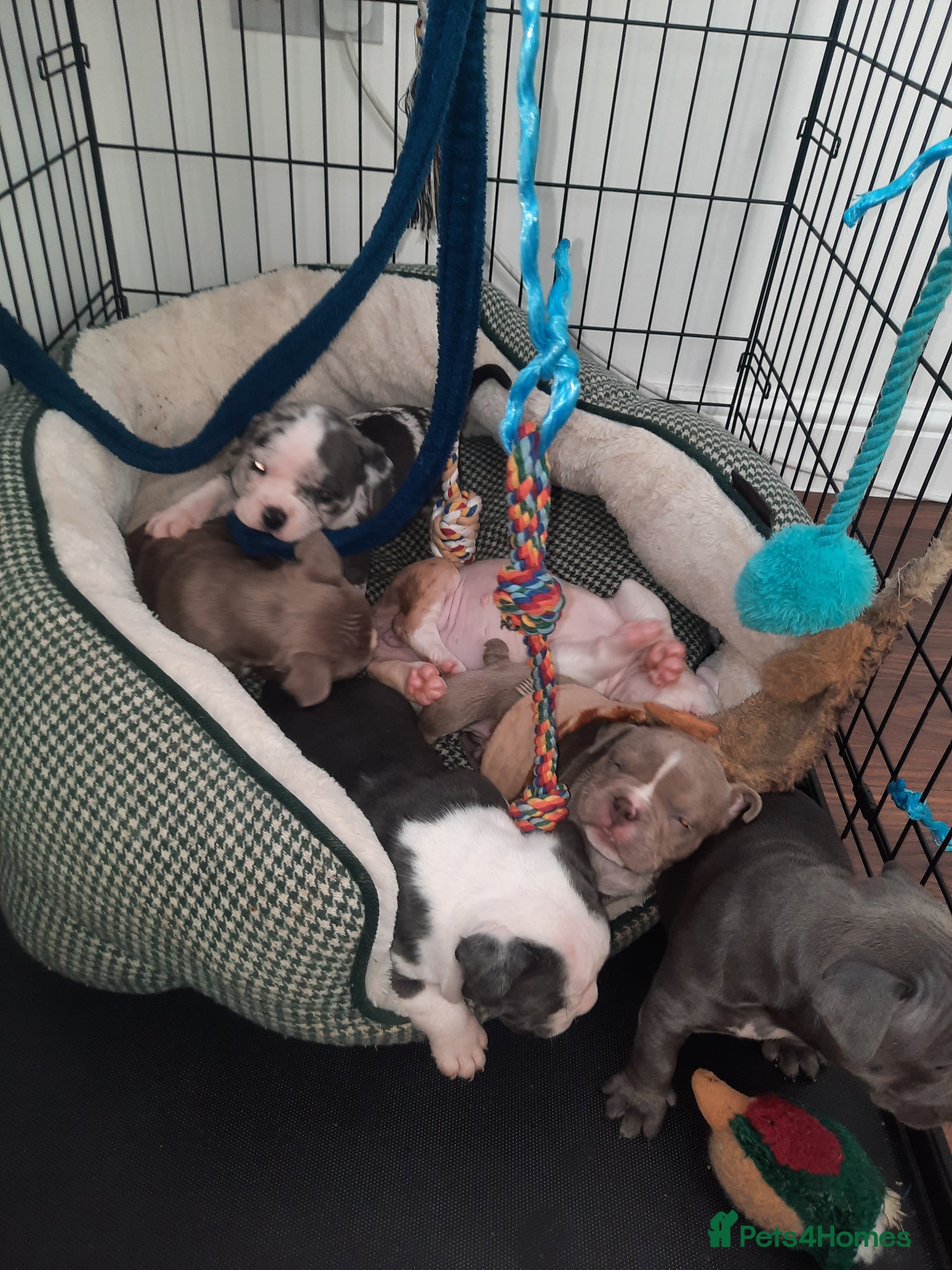 American Bully dogs for sale: Abkc reg platinum/champion pocket bullies - Advert 12