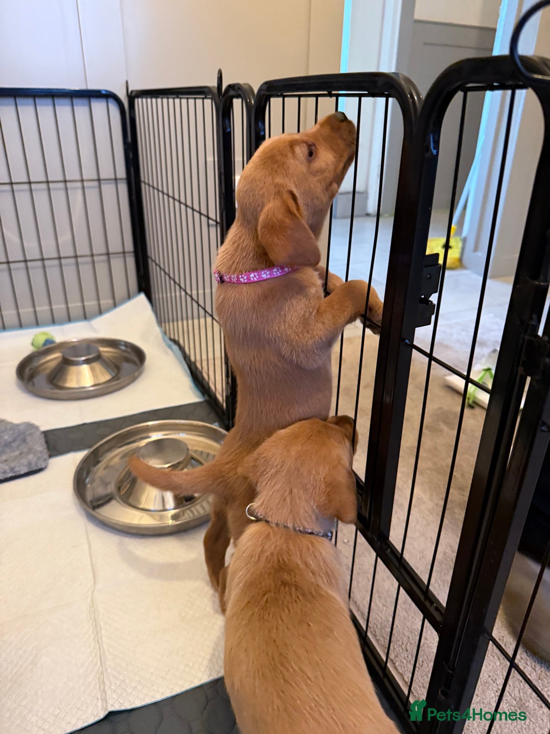 Labrador Retriever dogs for sale: Black/fox Labrador kc with 5 wks free insurance  - Image 35