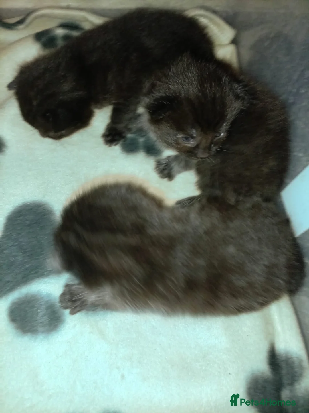 Mixed Breed cats for sale: 3 mixed breed kittens for sale - Advert 11