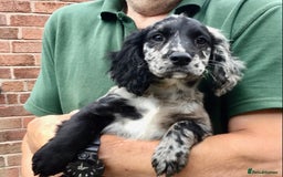 Cocker Spaniel dogs for sale: LAST PUPPY, READY 2 GO, 5* COCKER SPANIELS - Image 19