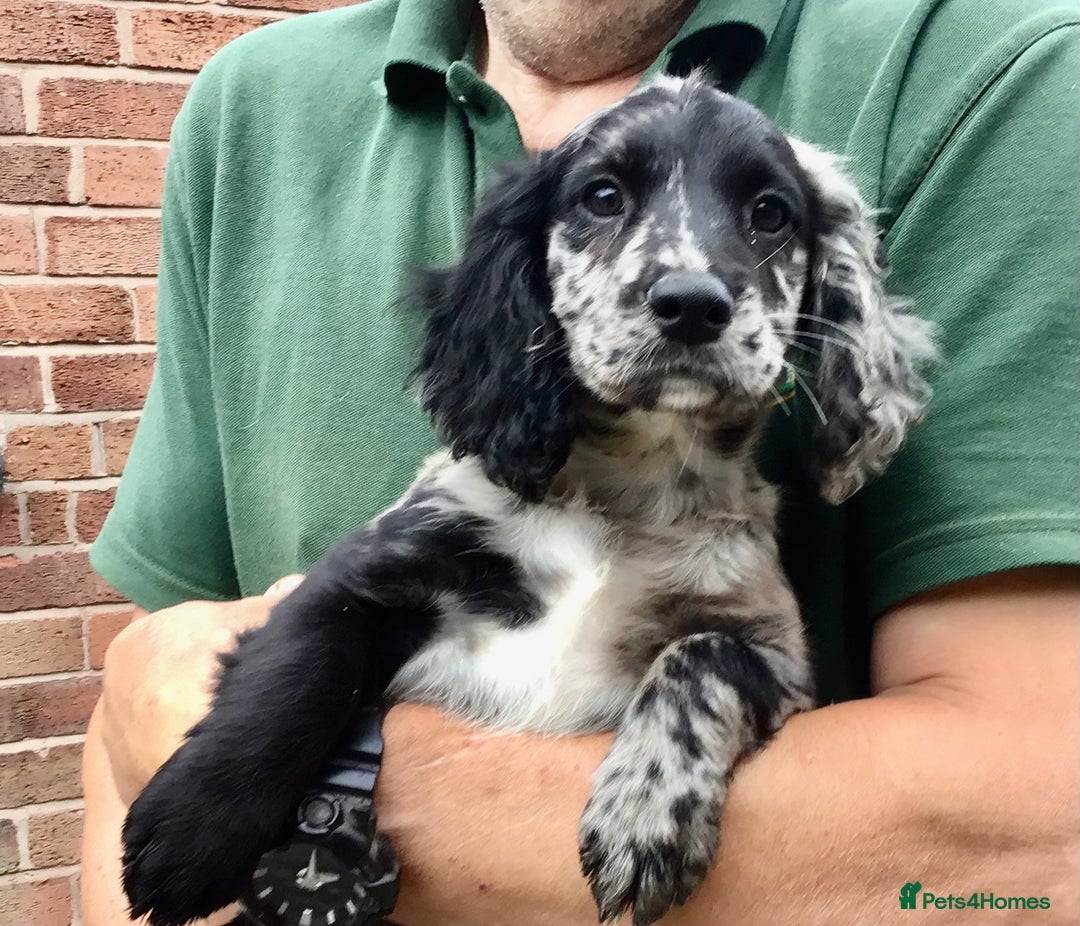 Cocker Spaniel dogs for sale: LAST PUPPY, READY 2 GO, 5* COCKER SPANIELS - Image 19
