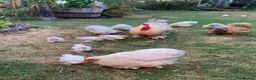 Chickens poultry for sale: TRIO OF PEKIN BANTAMS in Bridgnorth - Advert 3