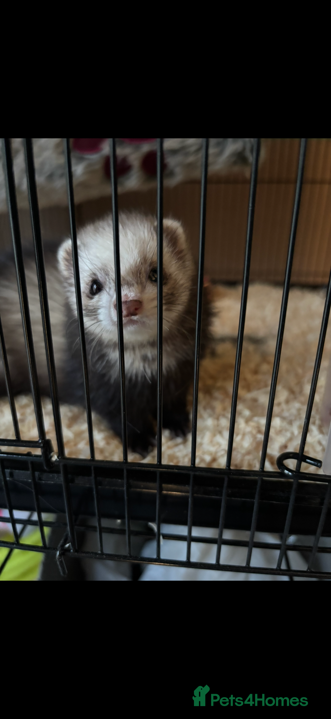 Ferret rodents for sale: 2 male micro ferrets - entire - Advert 4