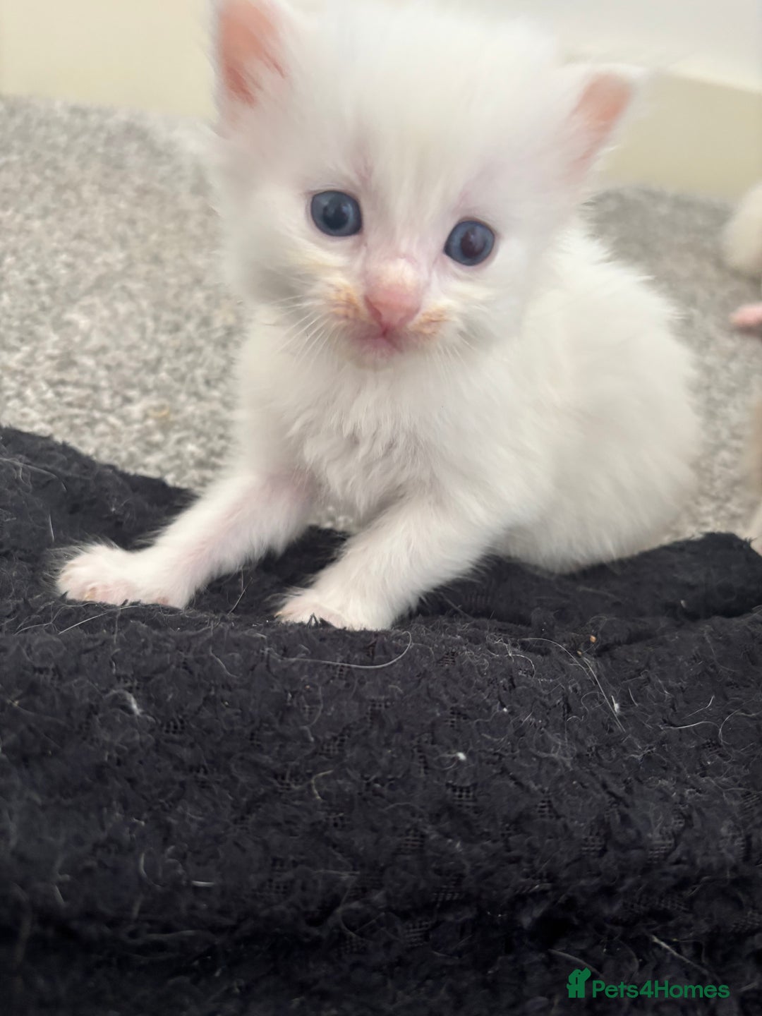 Maine Coon cats for sale: Main coon cross ragdoll  - Image 9