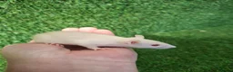 Rat rodents for sale: DWARF RATS - Advert 6