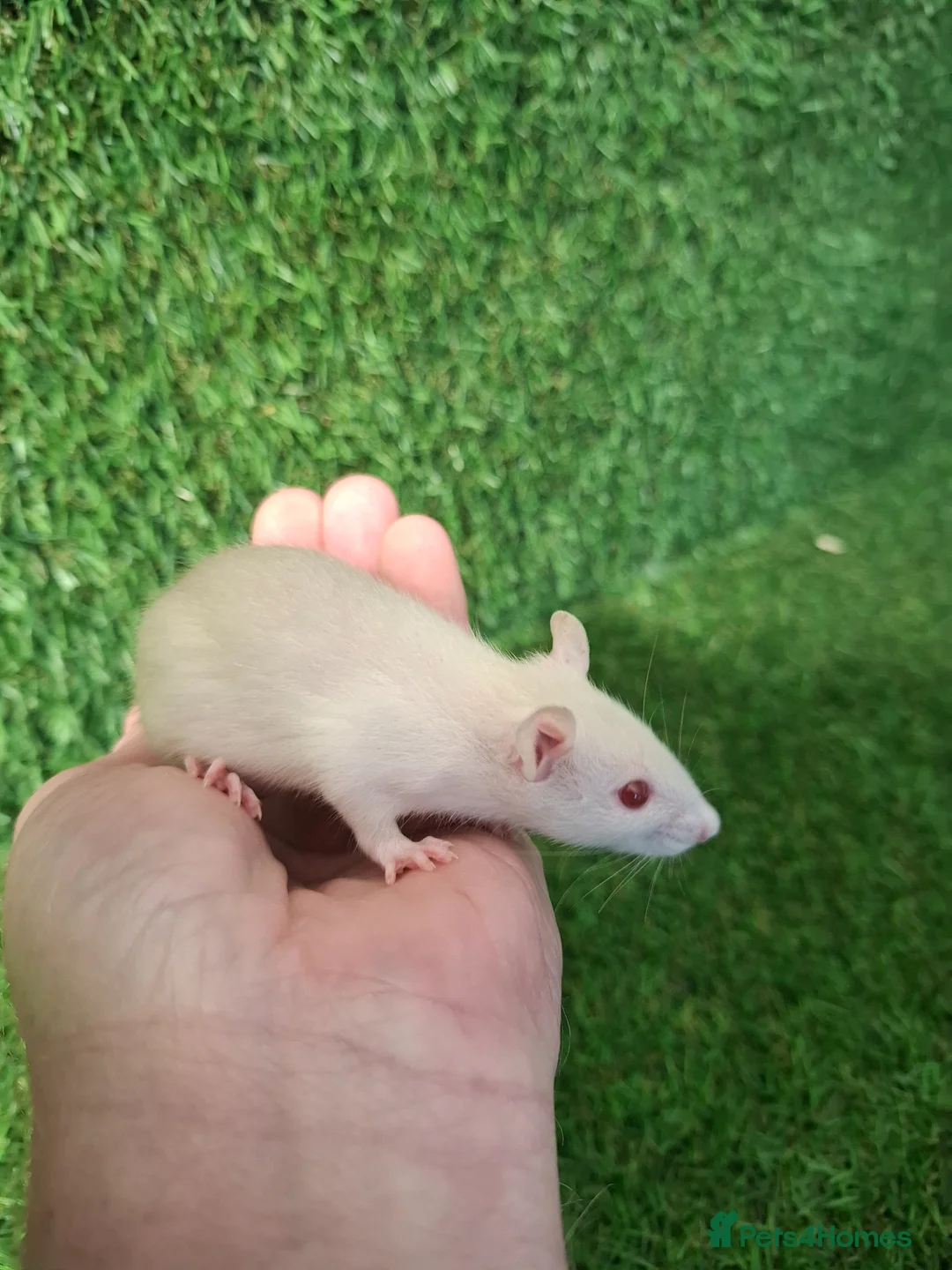 Rat rodents for sale: DWARF RATS - Advert 6