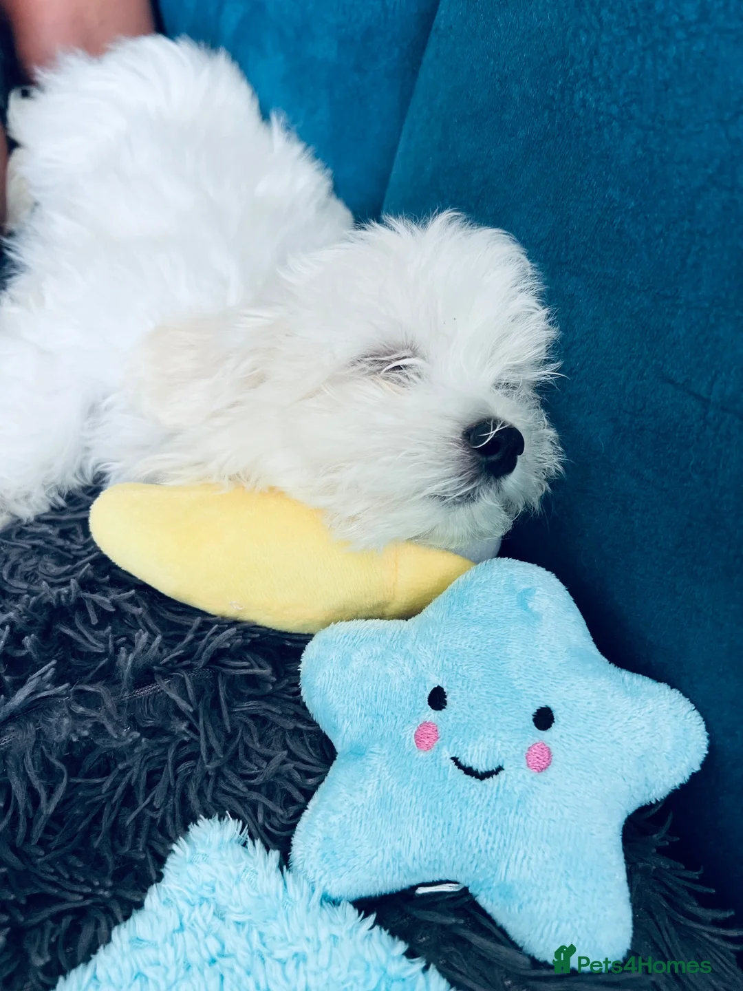 Maltese dogs for sale: 1 BOY RESERVED Maltese Boys. Ready for collection  - Advert 2