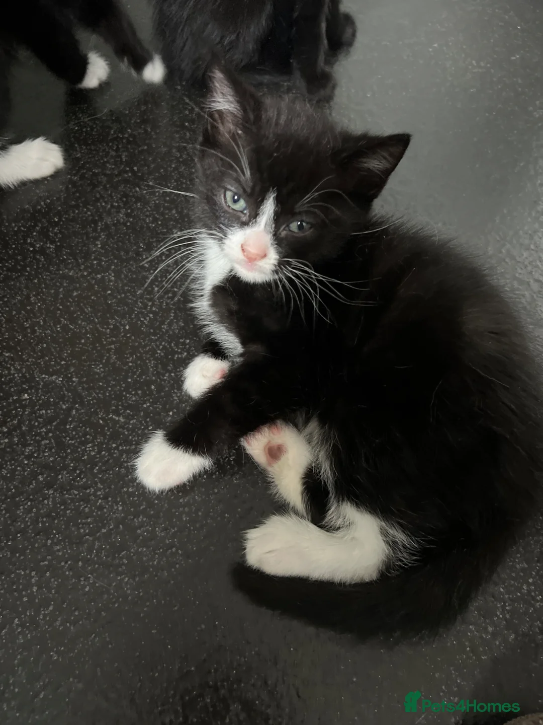 British Shorthair cats for sale: beautiful british short hair x kitties  - Advert 1