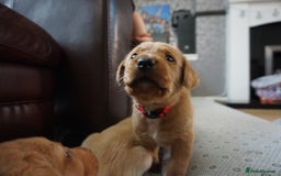 Labrador Retriever dogs for sale: READY NOW Stunning Fox red Labrador puppies - Advert 34