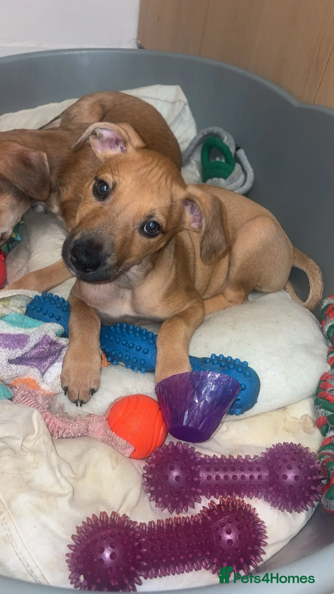 Mixed Breed dogs for sale: Saluki bull  in Bishop Auckland - Advert 2