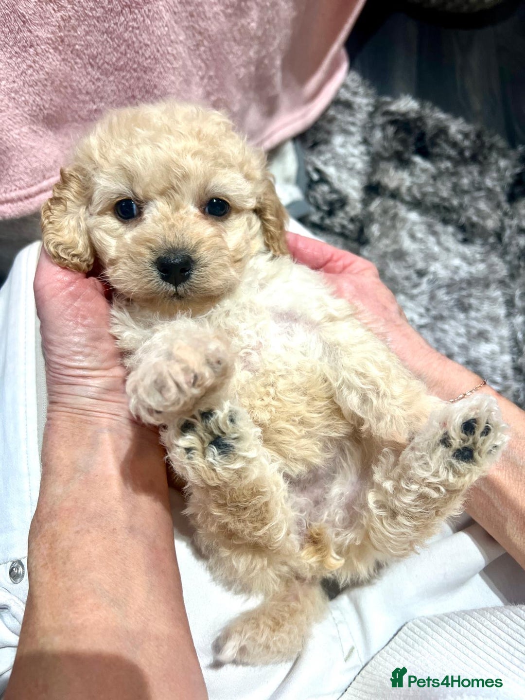 Cockapoo dogs for sale: Tiny cockerpoo pups - Advert 17