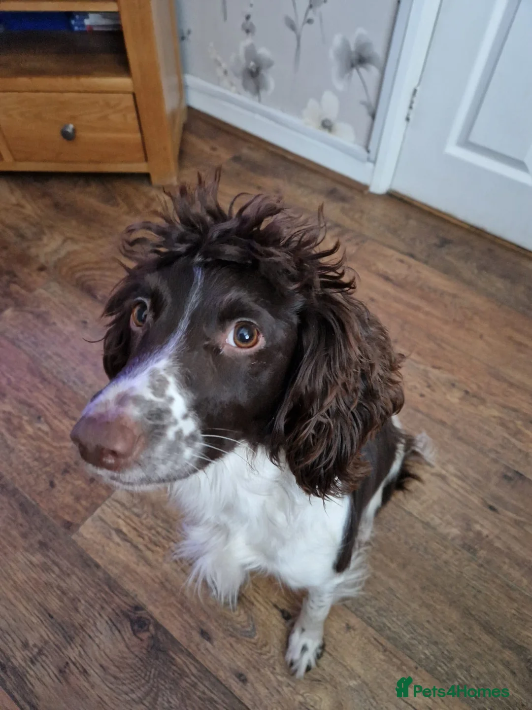 English Springer Spaniel dogs for sale: Springer spaniel pups - Advert 2