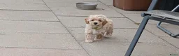Maltipoo dogs for sale: Maltipoo puppies - Advert 17